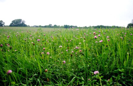 Field of Red Clover