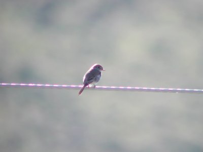 Gray Flycatcher, Bannack, MT