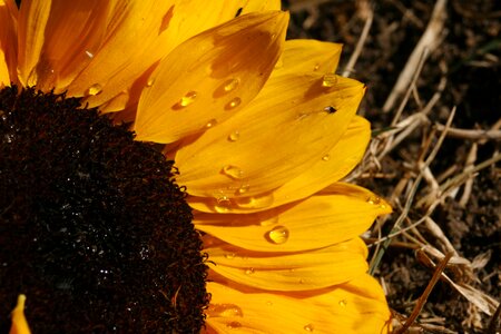 Orange macro brown sunflower