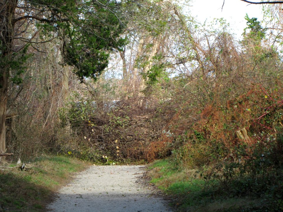 Debris blocking beach trail at Elizabeth A. Morton National Wildlife Refuge