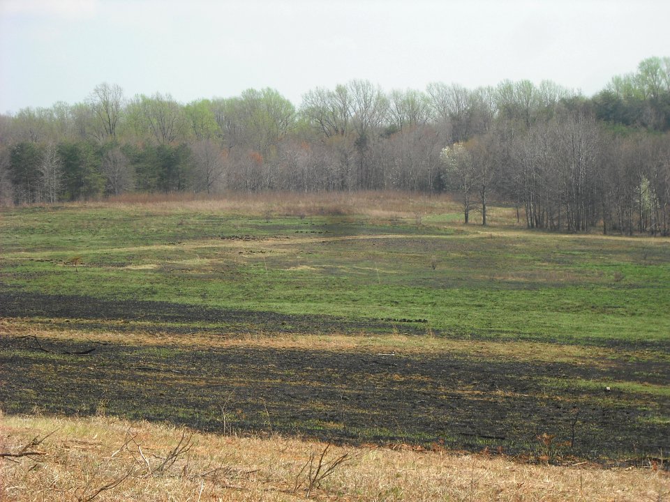 Greening One Week after Burn