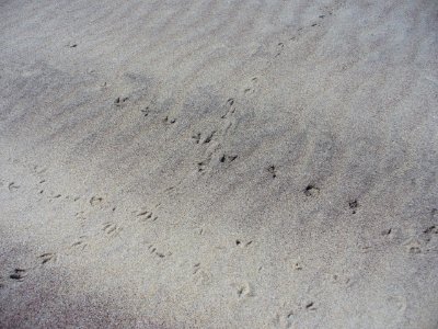 Piping Plover Tracks photo