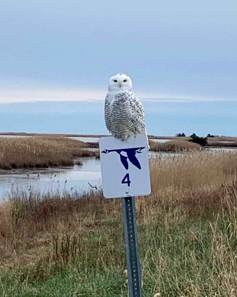 Snowy Owl at Edwin B. Forsythe National Wildlife Drive