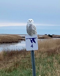 Snowy Owl at Edwin B. Forsythe National Wildlife Drive