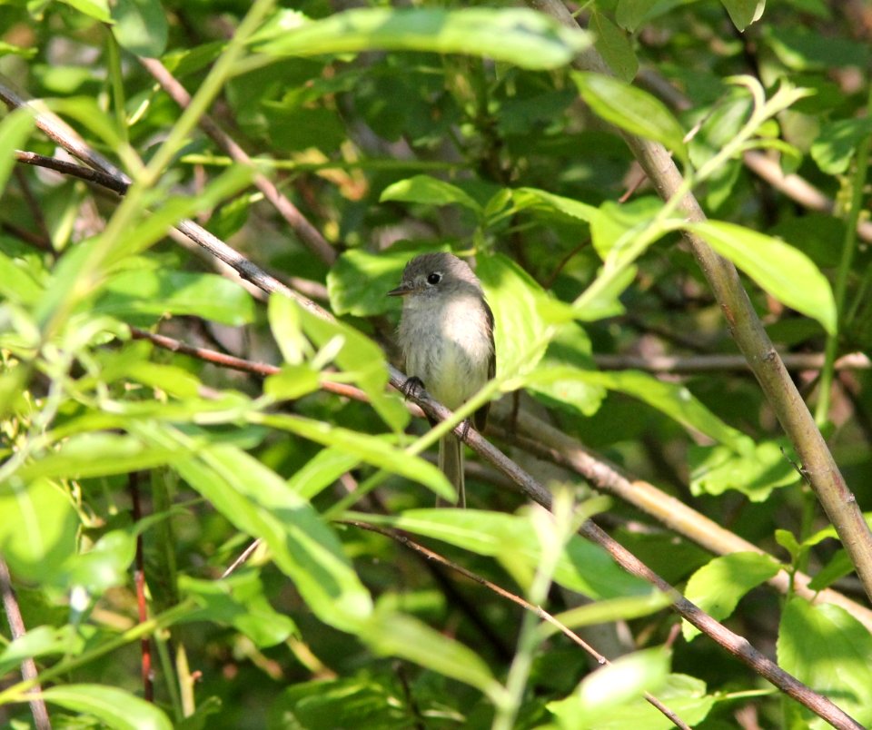 Dusky Flycatcher, Hungry Horse, MT, July 6, 2012