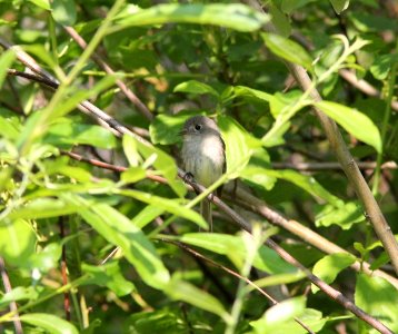 Dusky Flycatcher, Hungry Horse, MT, July 6, 2012