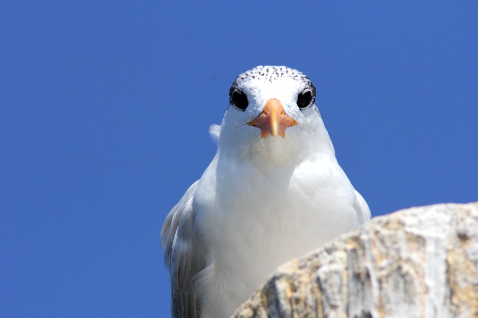 Royal Tern, Weedon Island Preserve, FL, March 30, 2012