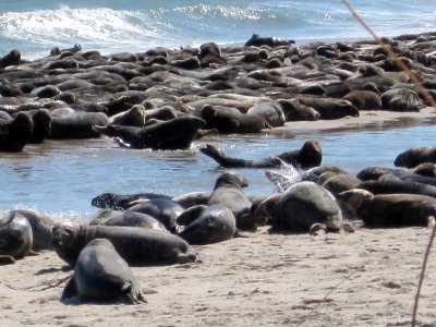 Seals on South Monomoy Island photo