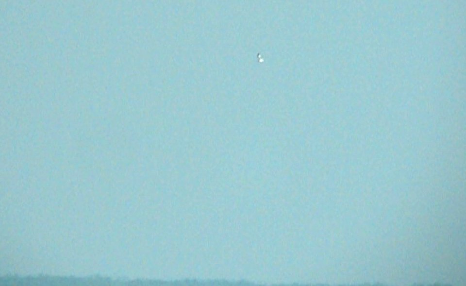 juvenile Sabine's Gull videocapture #2, 29 October 2011, Miller Beach, IN