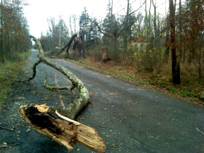 Hurricane Sandy caused damage at Great Swamp National Wildlife Refuge (NJ)