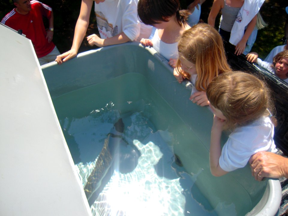 Looking at Atlantic salmon