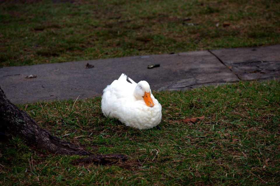 Sleeping Duck