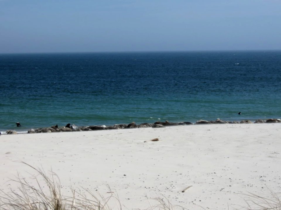 Seals at Monomoy National Wildlife Refuge photo