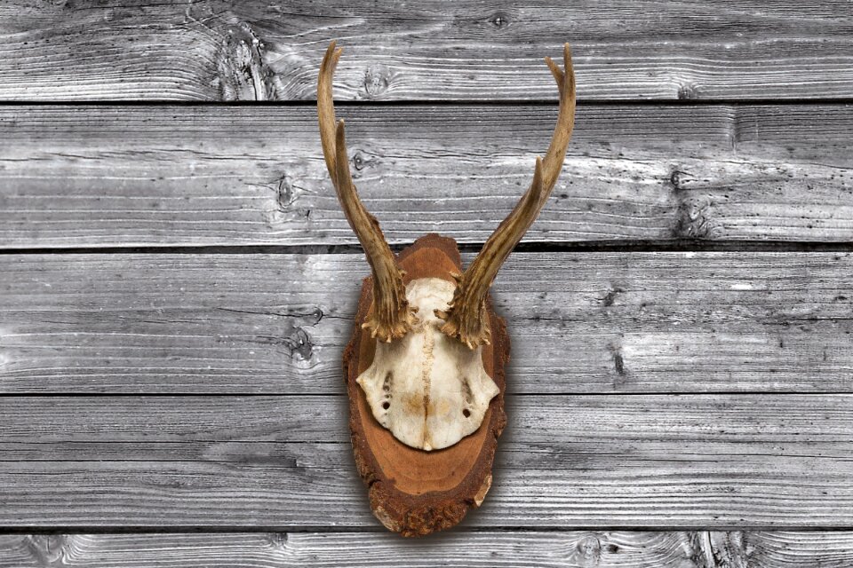 Hunting trophy retro red deer