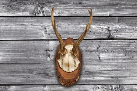 Hunting trophy retro red deer
