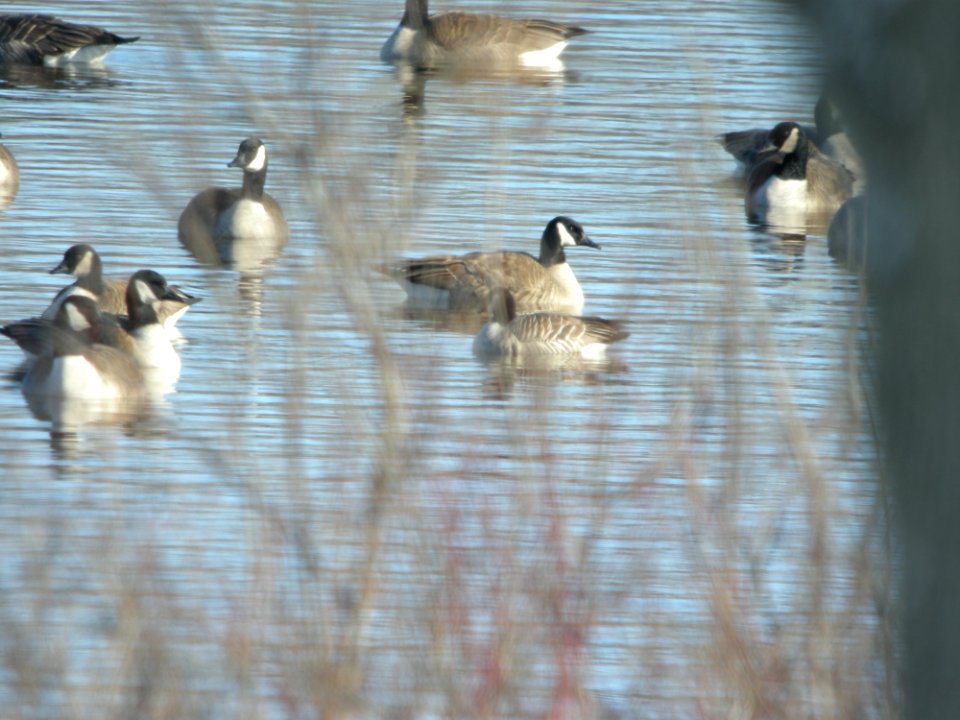 Cackling Goose, Lincoln Lake, , Kent Co., MI, January 21, 2012