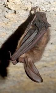Healthy Virginia big-eared bat photo