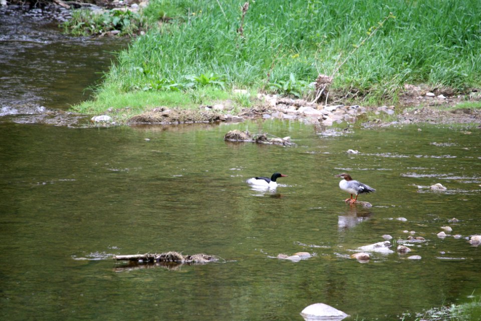 Wildlife in Thorn Creek