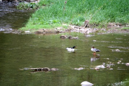 Wildlife in Thorn Creek photo
