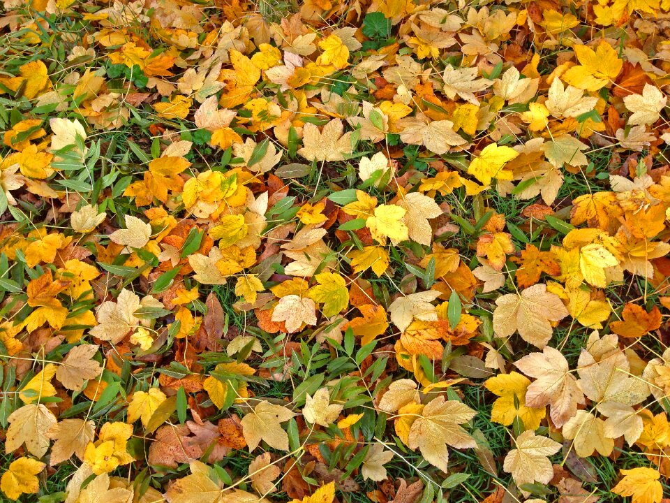 Autumn leaves fall foliage photo