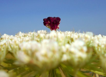 Daucus carota