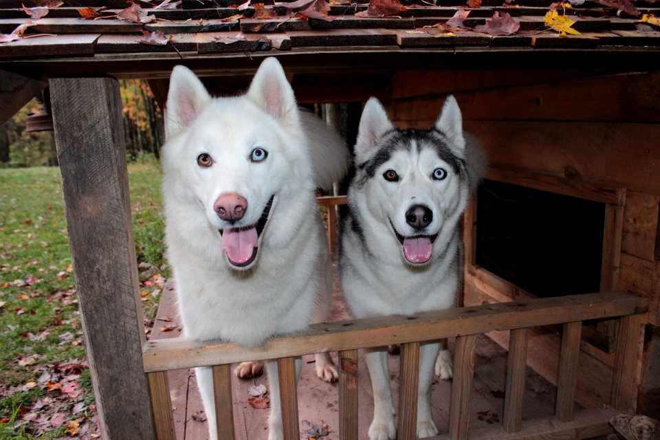 Huskies