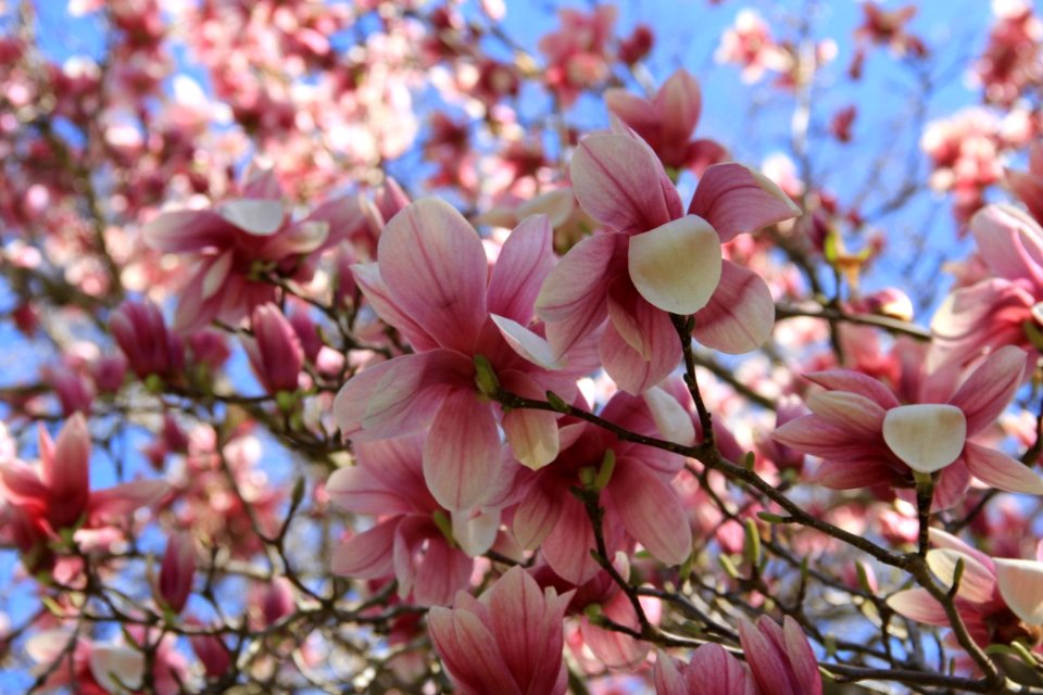Saucer Magnolia