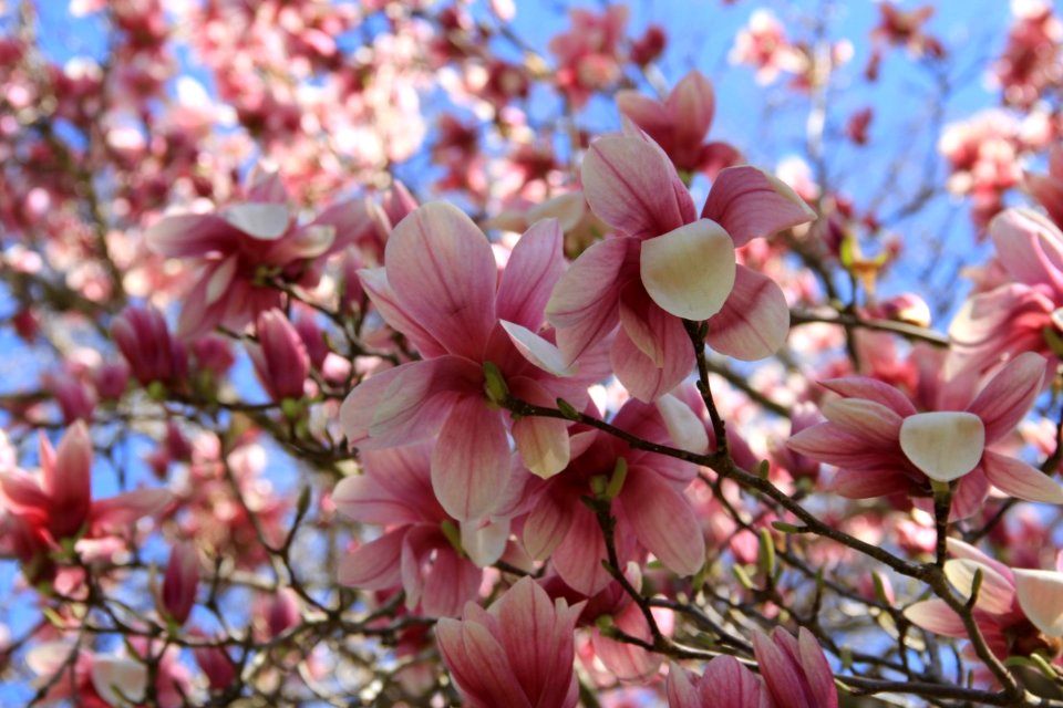 Saucer Magnolia photo