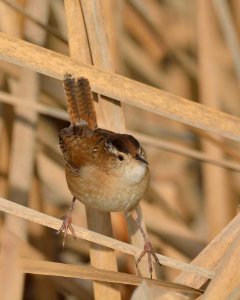 Marsh Wren photo