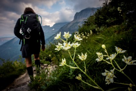 Death Camas and a hiker photo