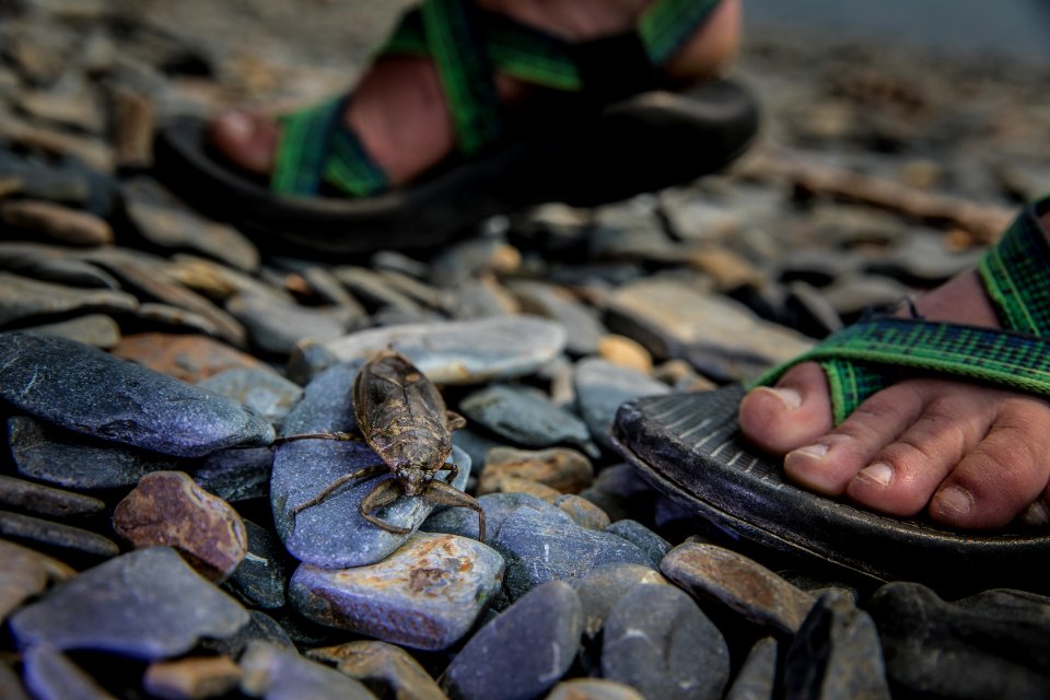 Giant Water Bug or "Toe Biter"
