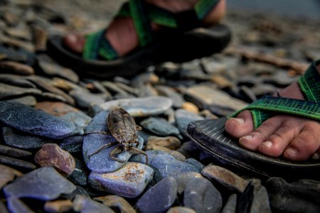 Giant Water Bug or "Toe Biter"