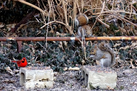 Red bird cardinal and squirrels eating