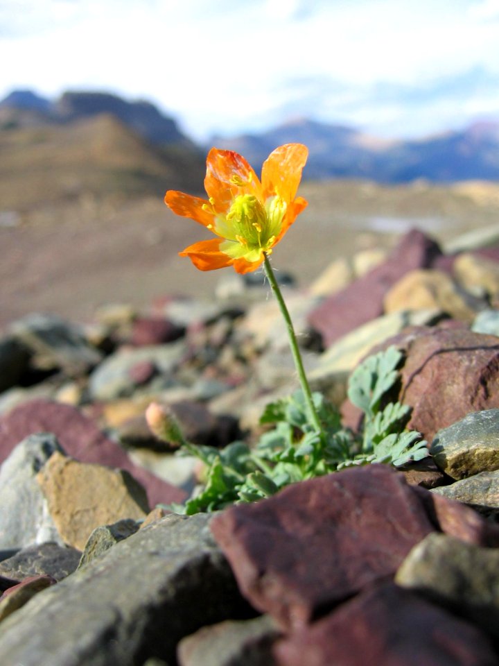 alpine glacier poppy