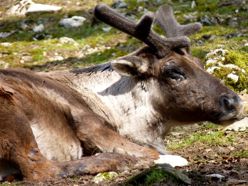 Antler nature lying