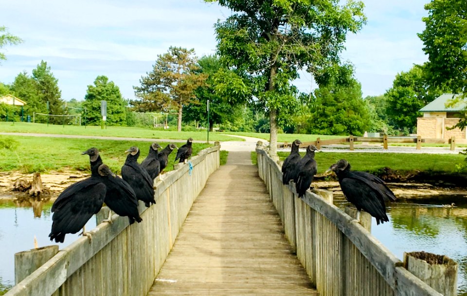 Black Headed Vultures photo