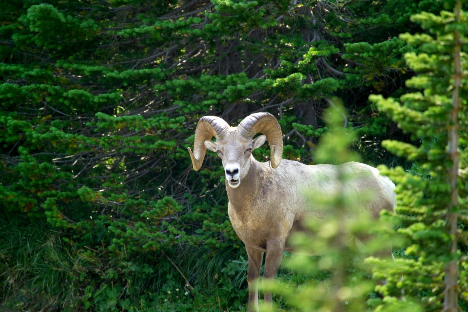 Bighorn ram photo