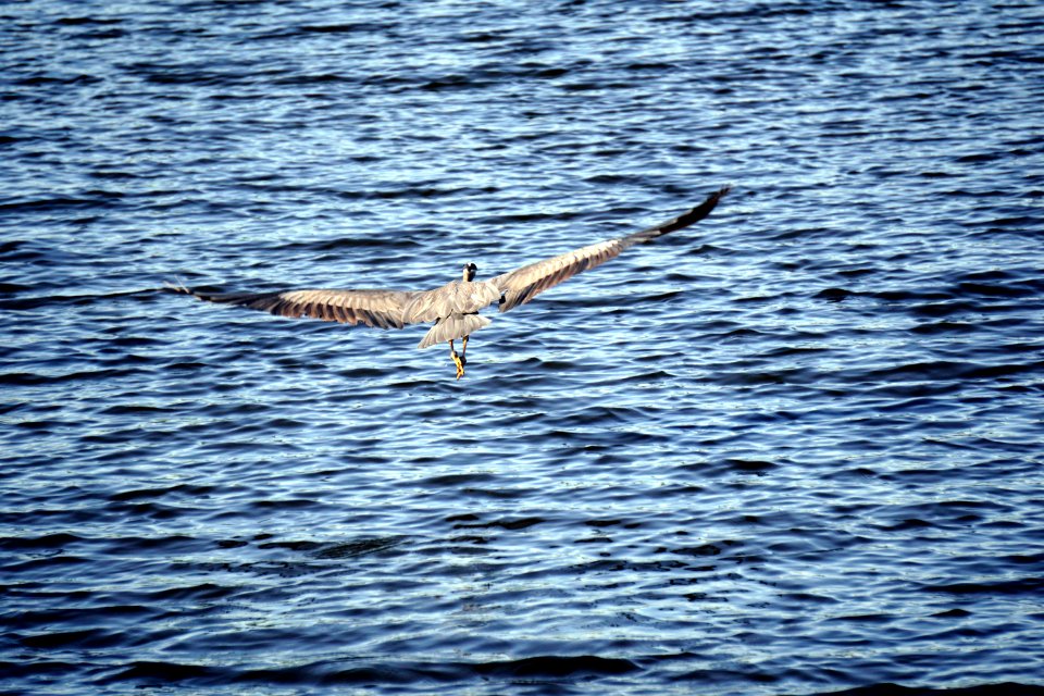 Heron in flight
