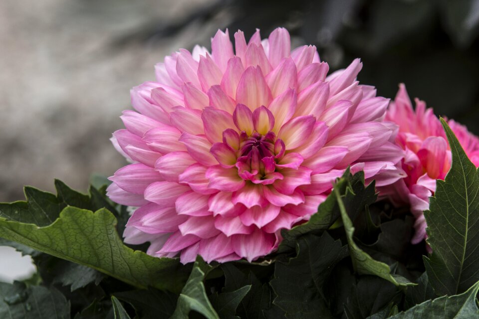 Blossom bloom ornamental plant photo