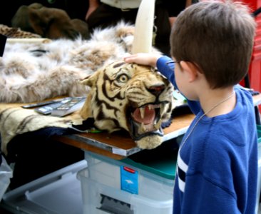 Petting Tiger, Hidden Dragon photo