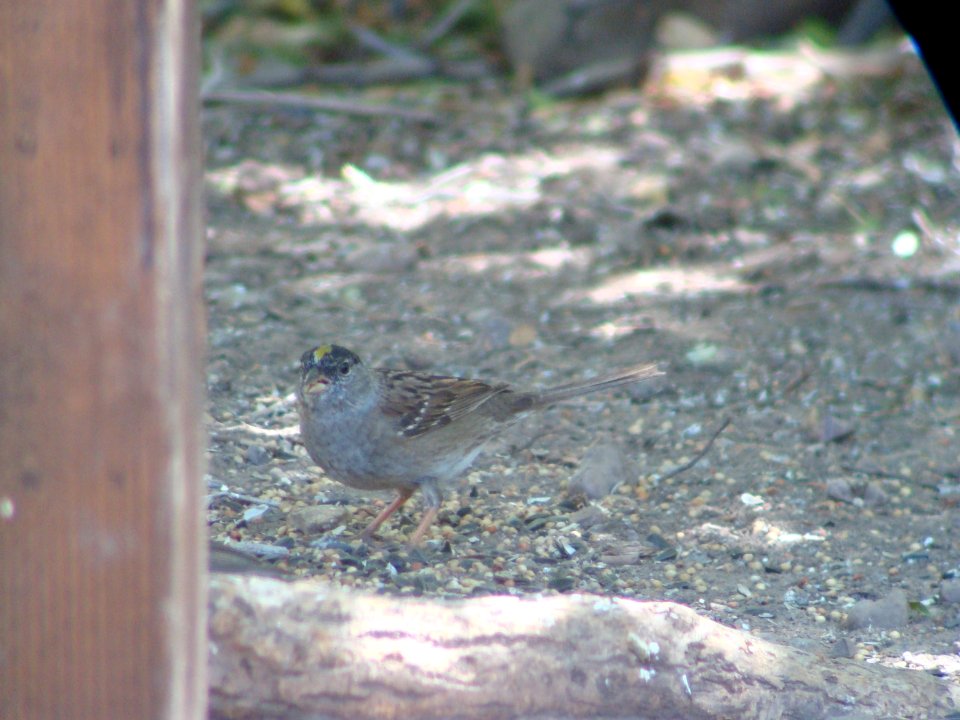 Golden-crowned Sparrow, Cave Creek Ranch, Portal AZ, May 8, 2008