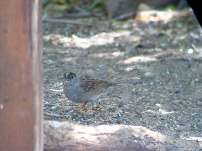 Golden-crowned Sparrow, Cave Creek Ranch, Portal AZ, May 8, 2008