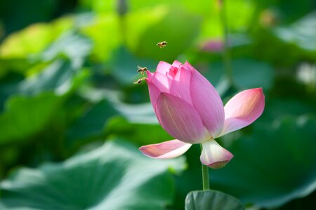 Nail nature aquatic plants