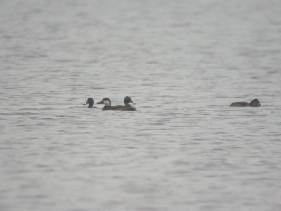 Black Scoter, Sand Lake (Kent Co. portion), MI, 3 December 2011