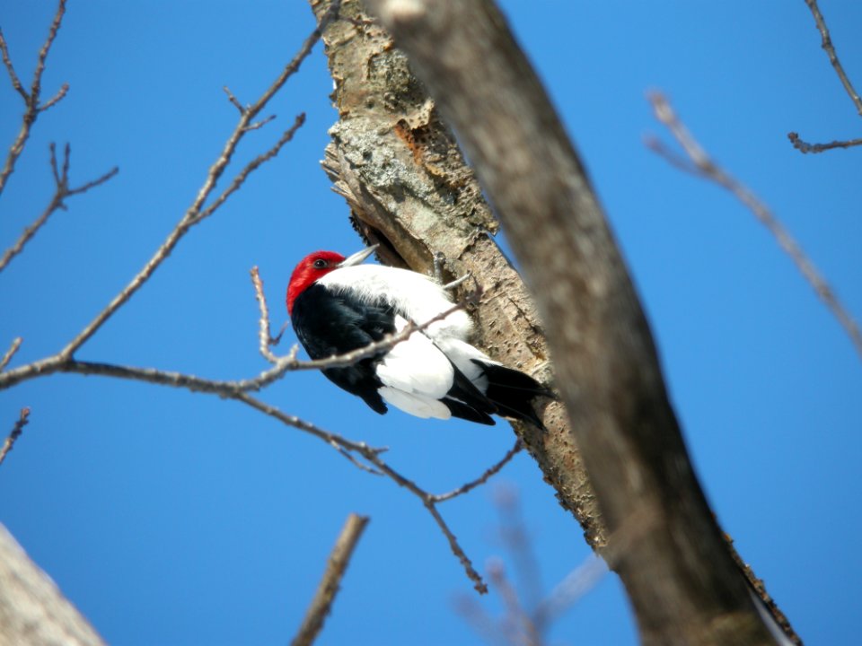 Red-headed Woodpecker, Long Lake Park, Kent Co., MI, January 21, 2012