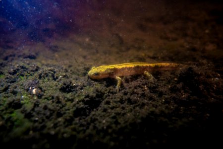 long-toed salamander (Ambystoma macrodactylum) photo
