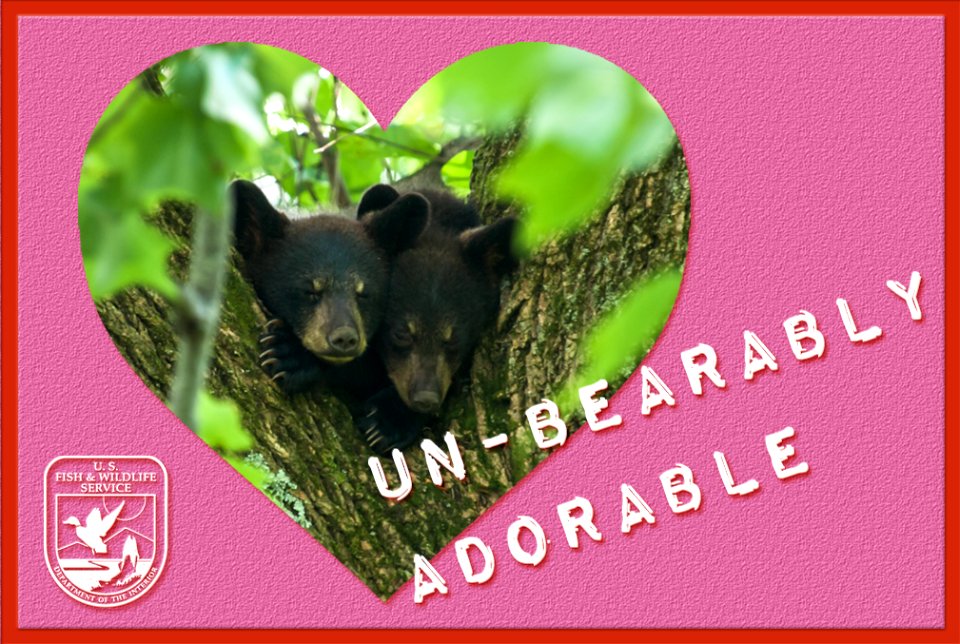 Photo of the Week - Black bear cubs (VA)