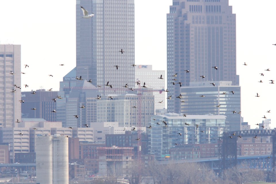 Red-breasted Mergansers against a Cleveland backdrop, 19 Nov. 2011