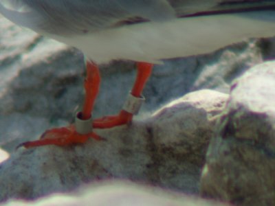 Forster's Tern bands photo