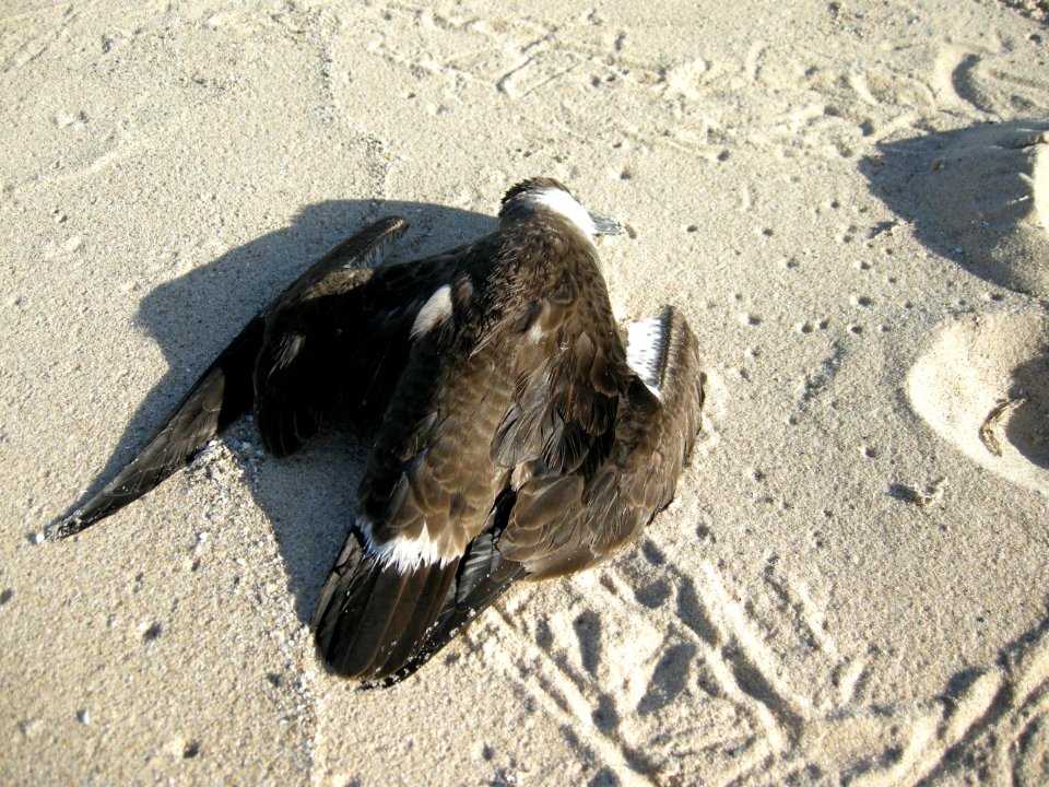 Great Shearwater specimen, Sleeping Bear Dunes NL, September 9, 2012
